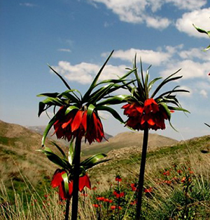 Shahr-é-Kurd