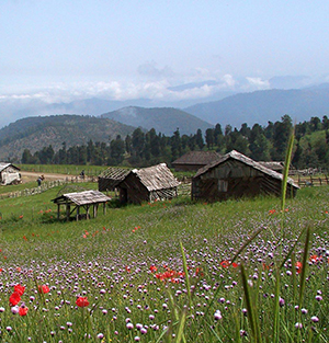 Talesh