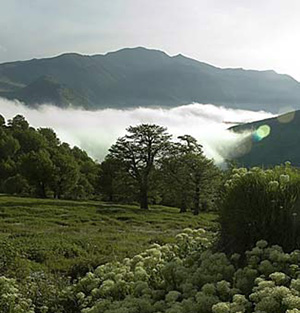 forêt-de-nuage-de-Shahrud.jpg